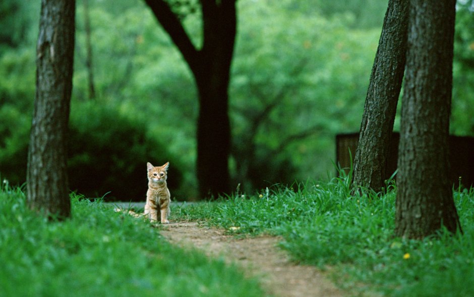 Кошка в лесу