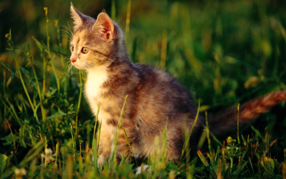 Котик на природе