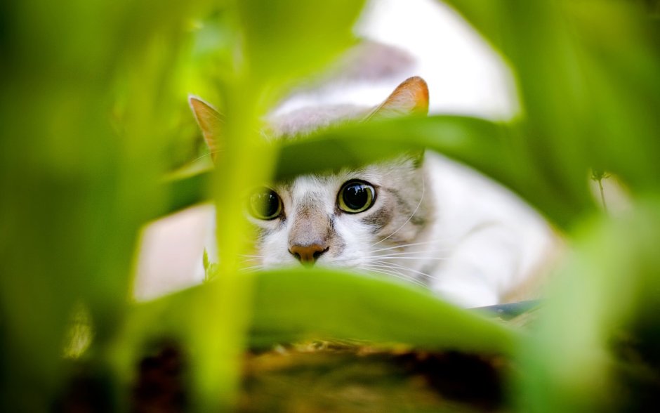 Обои на рабочий стол котики