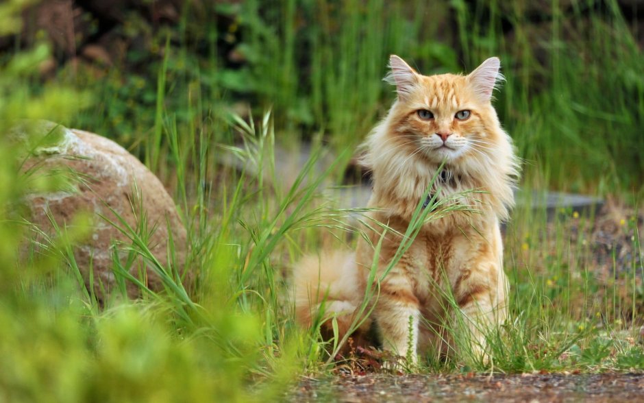 Дикий рыжий кот