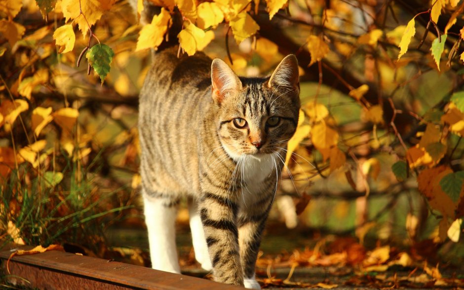 Осенний котик