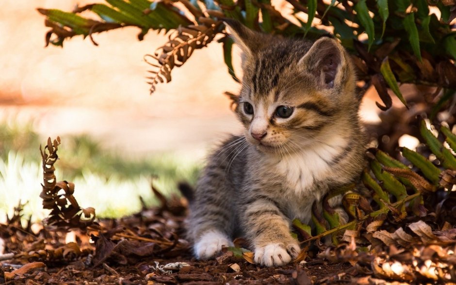 Кошки маленькие