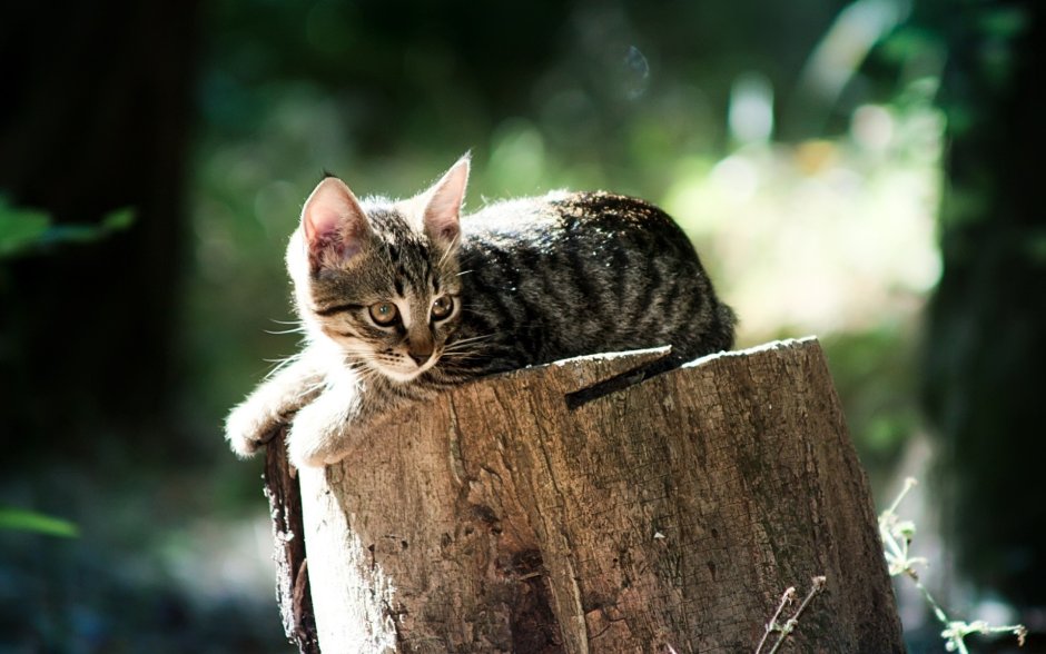 Кот на пне