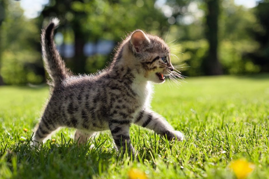 Маленькие котики
