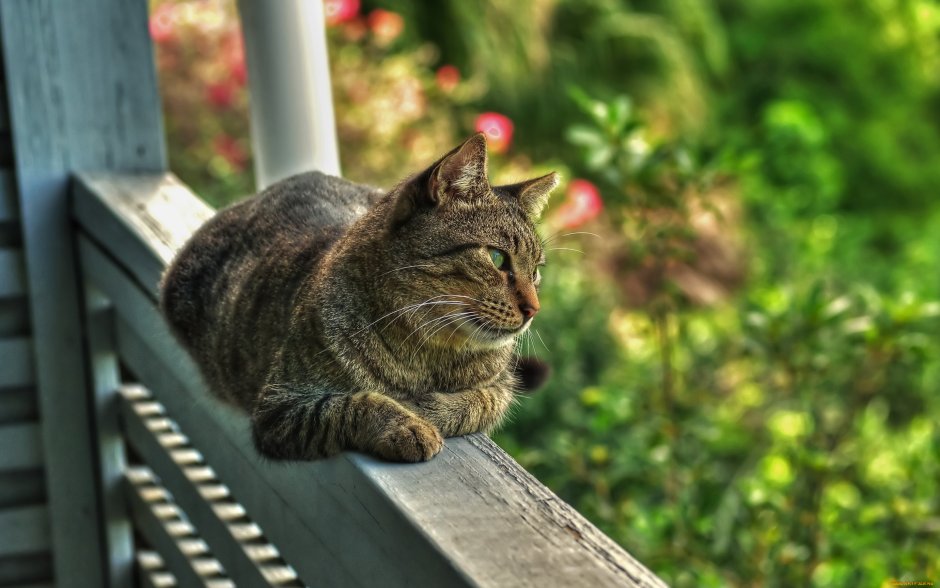 Летние котики на рабочий стол