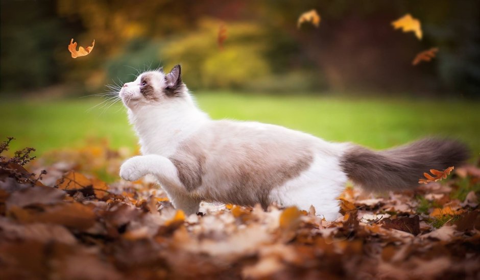 Кот осень