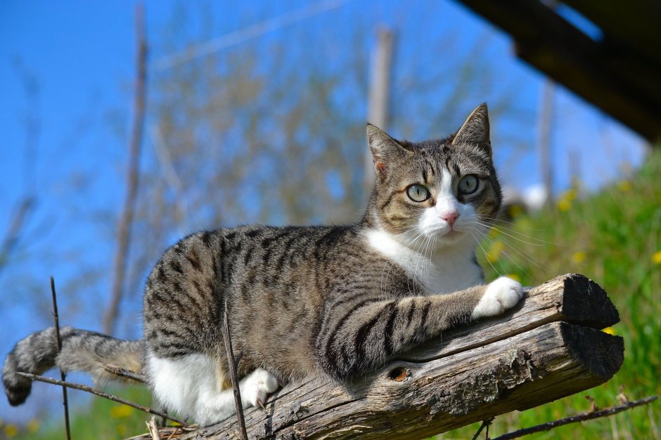 Серая полосатая кошка
