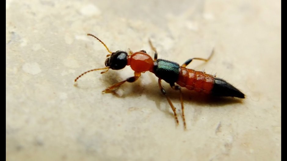 Rove Beetle
