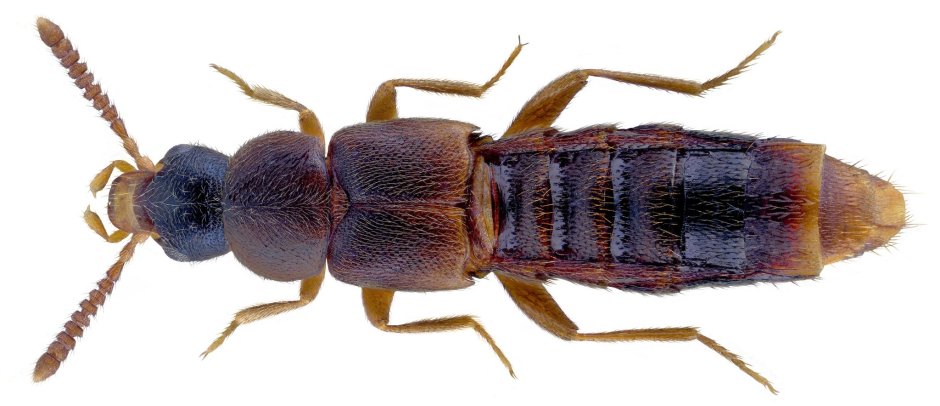 Гриб Malbranchea pulchella var. Sulfurica