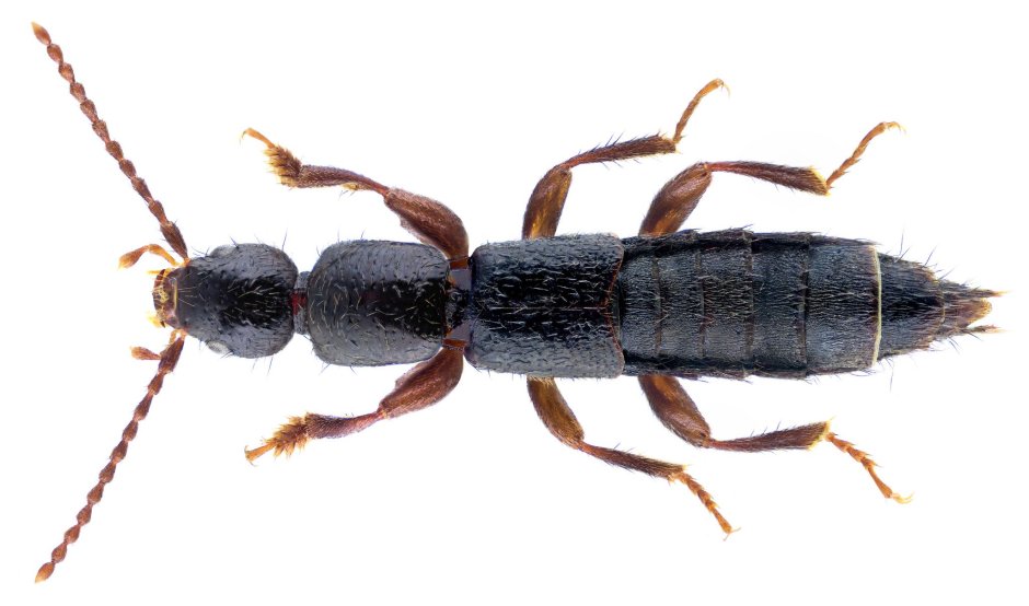 Lathrobium fovulum