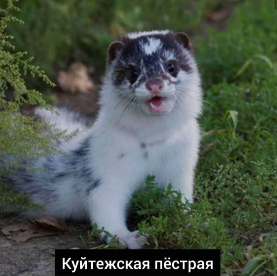 Европейская норка белая