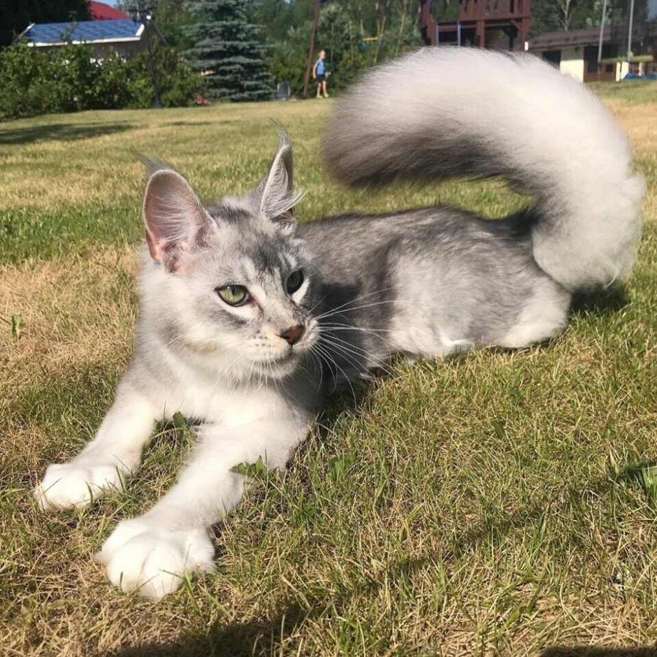 Мейн кун белка
