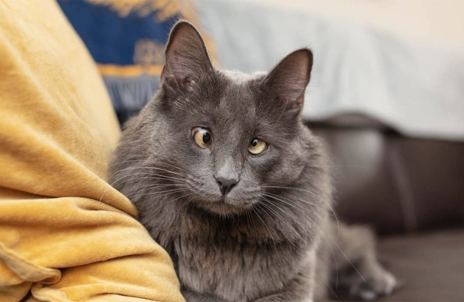 Белорусская кошка
