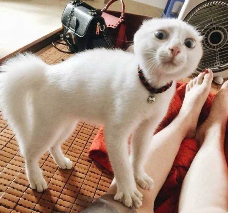 Котики для поднятия настроения