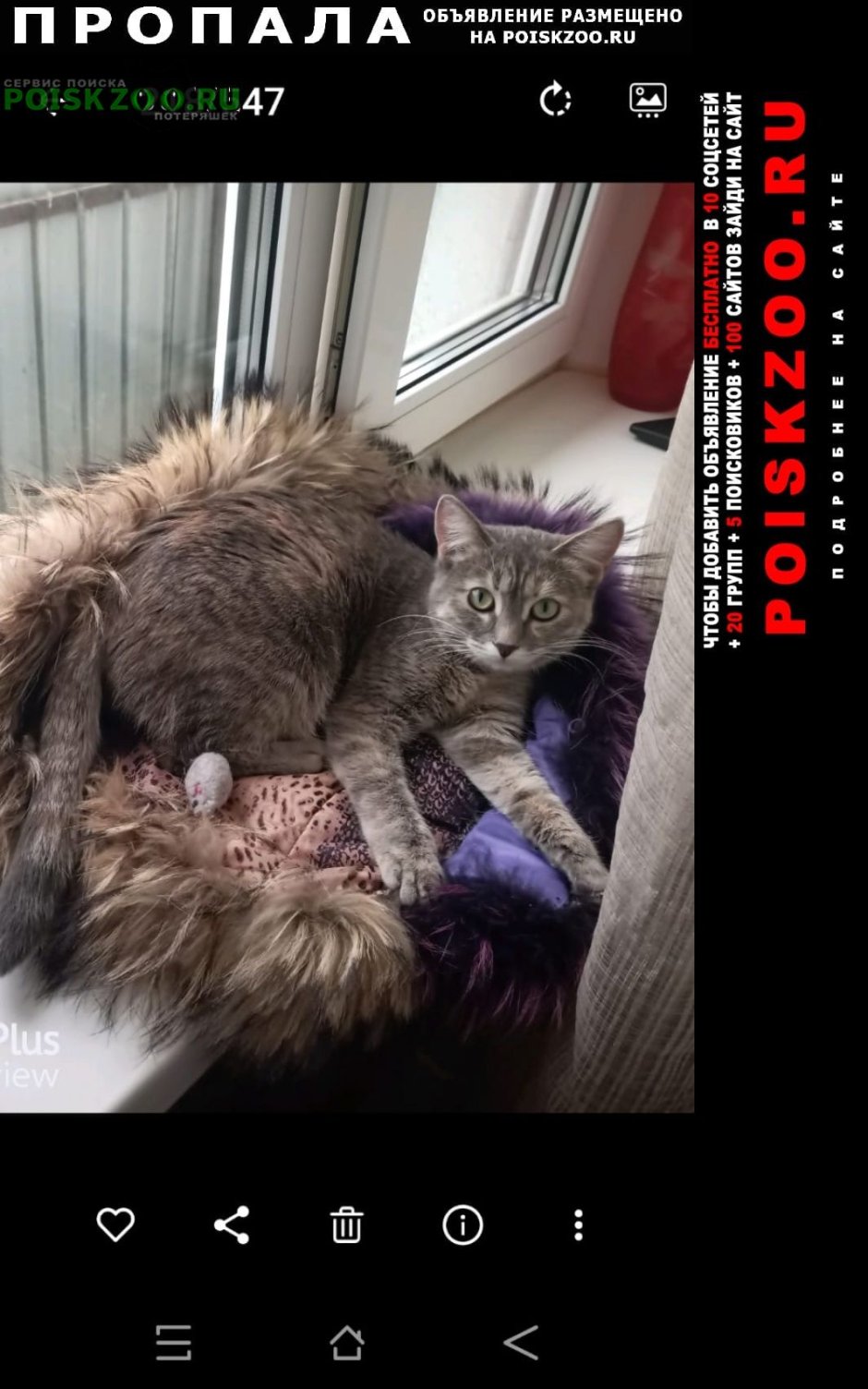 Кот с сердечками на шерсти