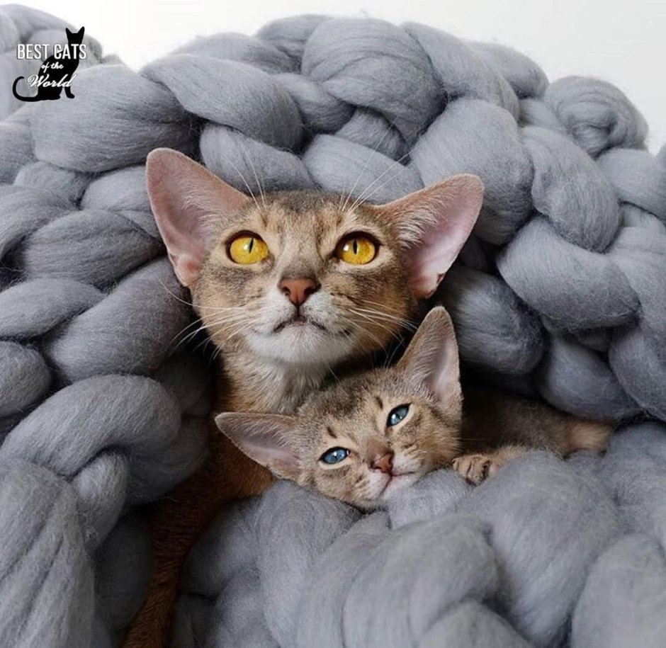 Кошки Инстаграм