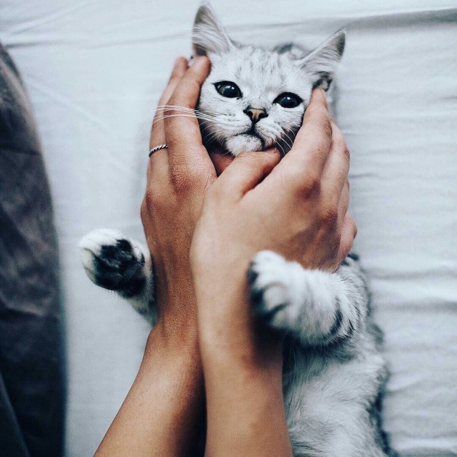 Девушка кошка Эстетика