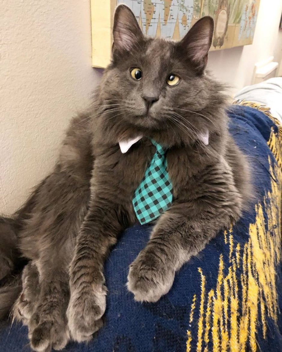 Косоглазие у кошек