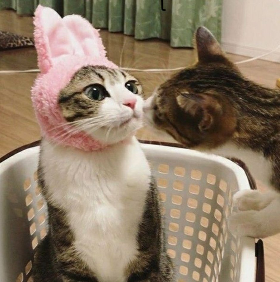 Котенок чмокает
