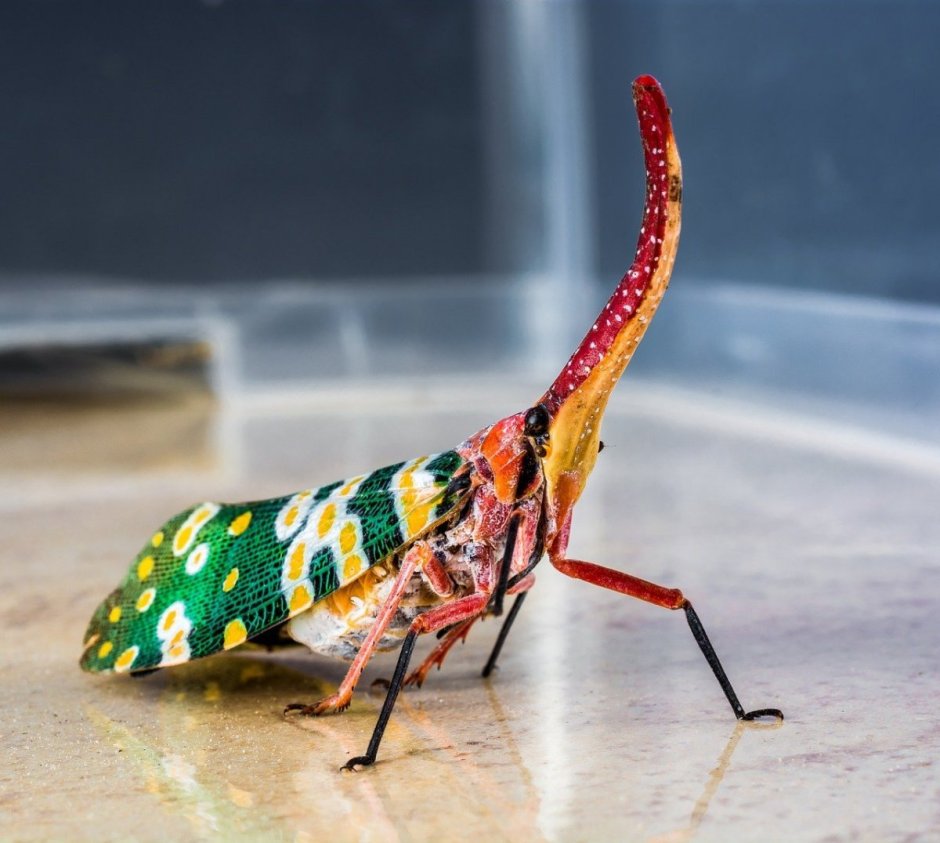 Canthigaster Cicada Fulgoromorpha