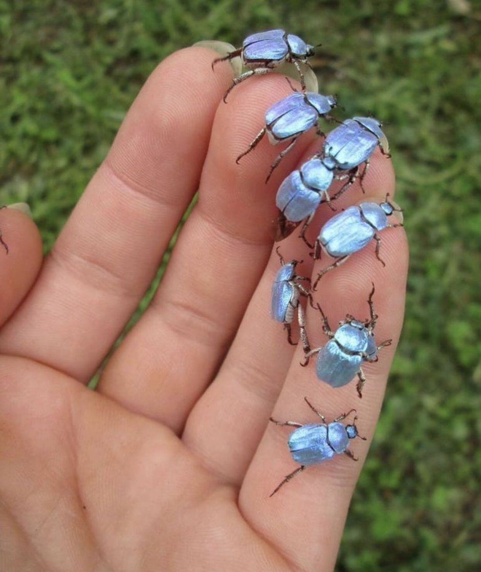 Hoplia coerulea