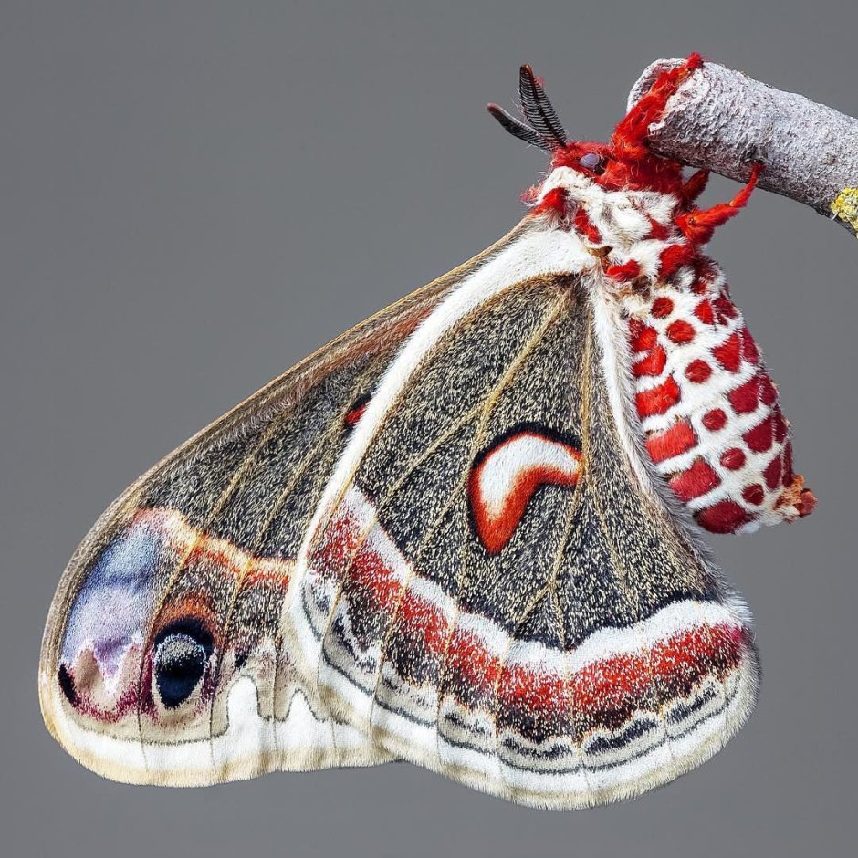 Hyalophora Cecropia