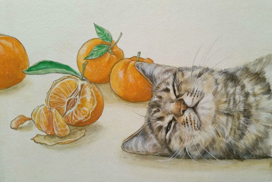 Кот с мандаринами