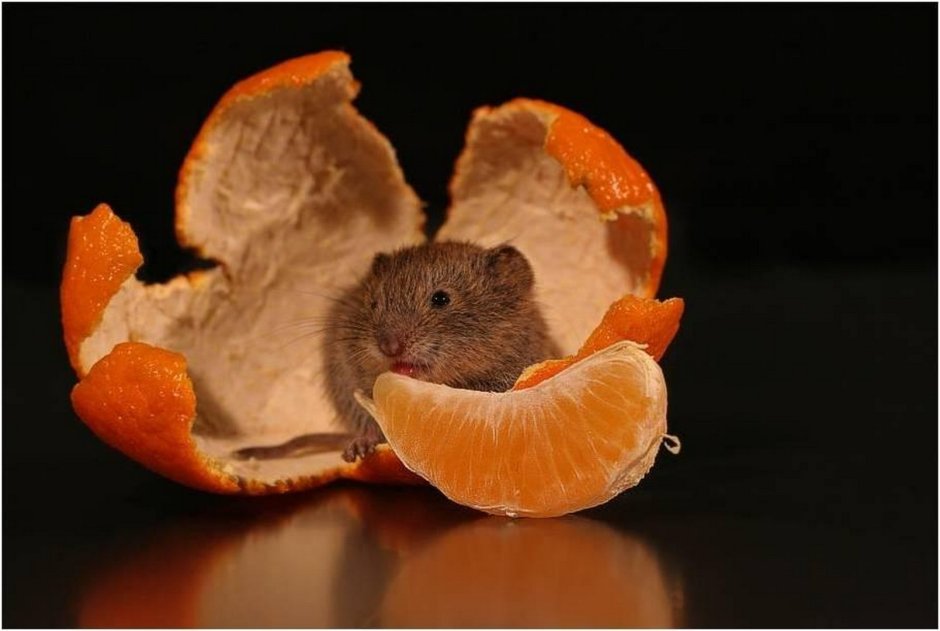 Хомяк и мандарин
