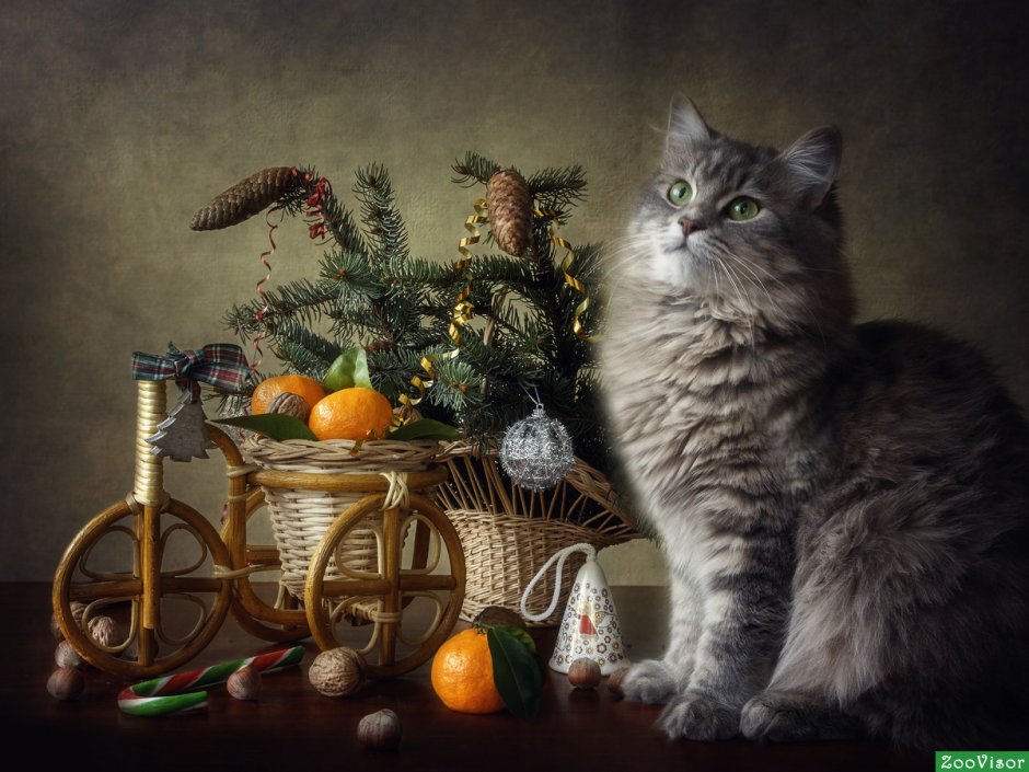 Новогодний натюрморт с котом