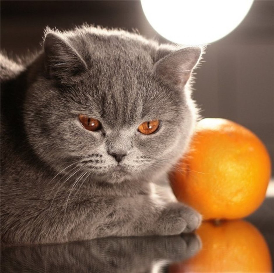 Мандариновый кот