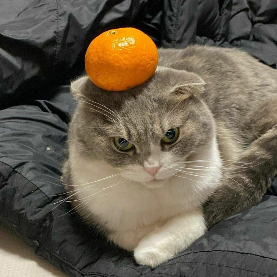Citrus Cat