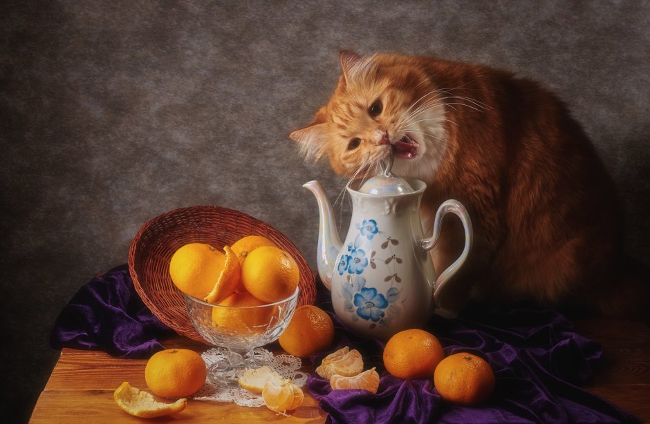 Натюрморт с котом