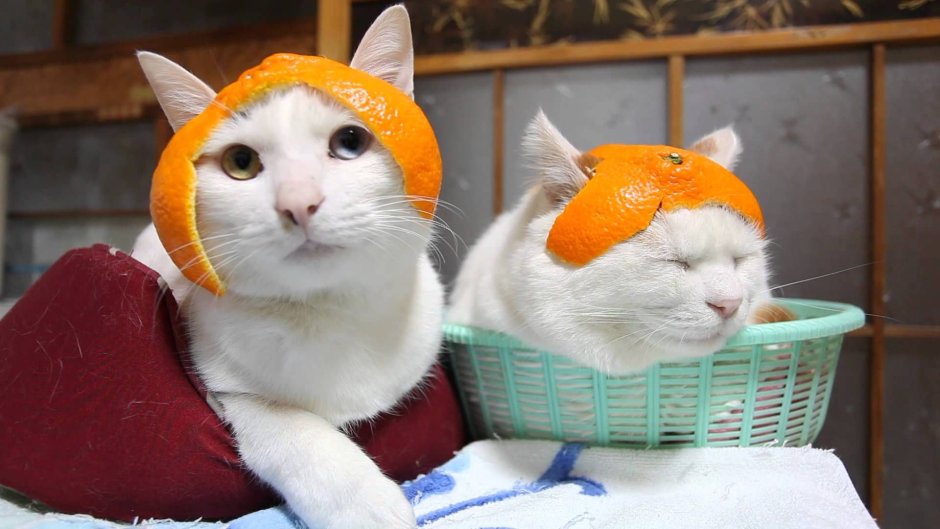 Кот с мандаринами