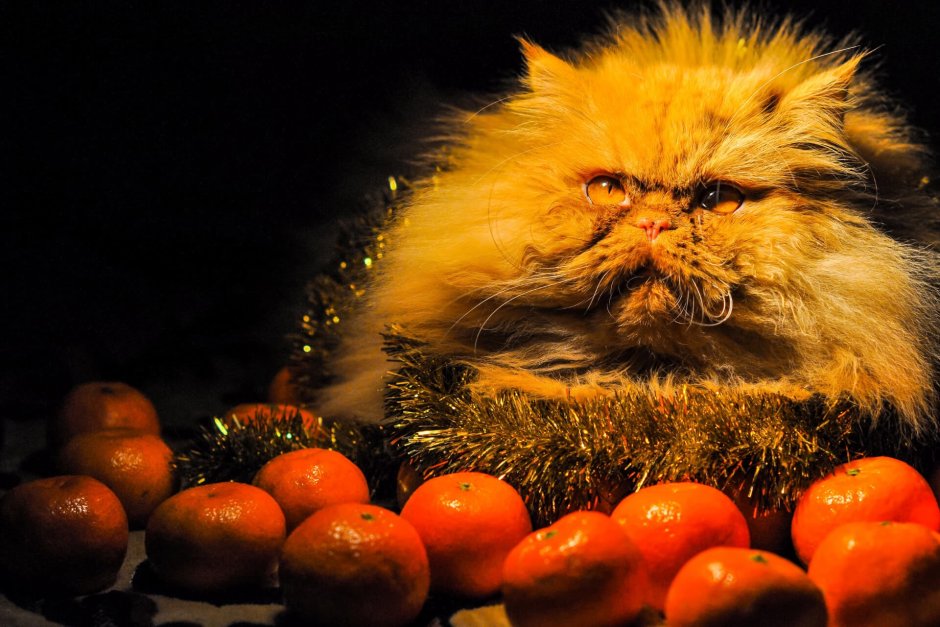 Кот с мандаринами
