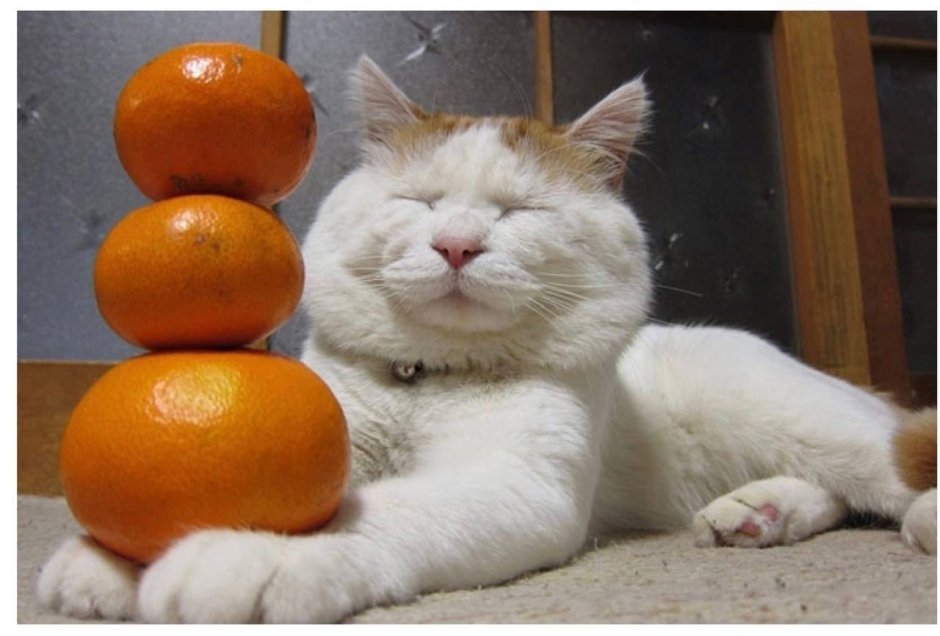 Кот апельсин