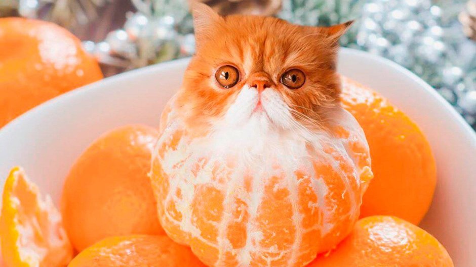 Кот с мандаринами