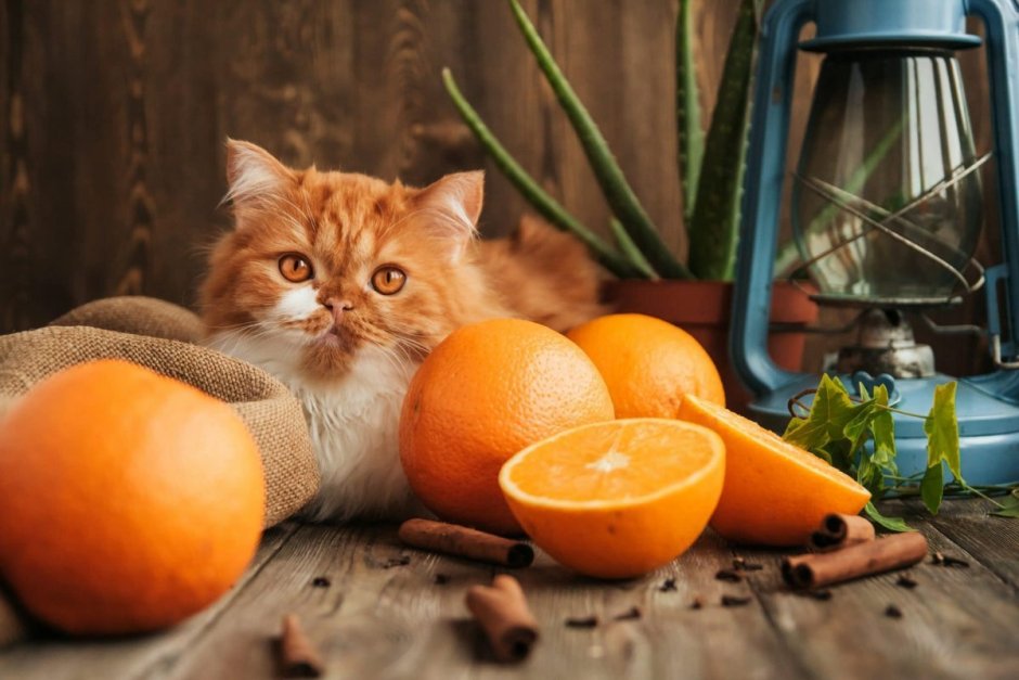 Кошка и апельсин
