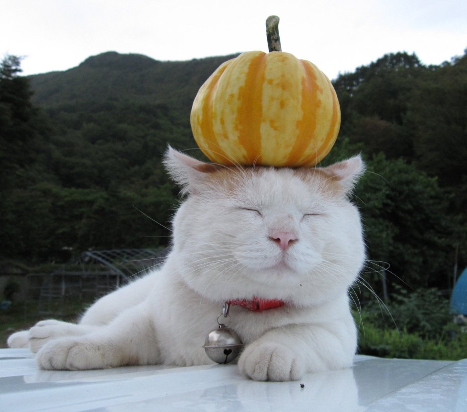 Кот с мандаринами