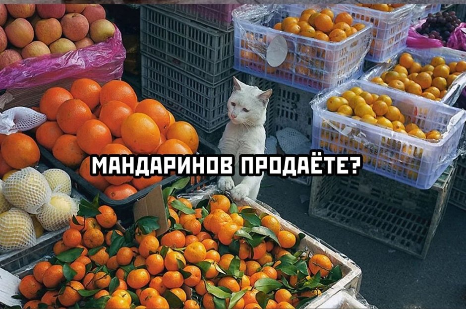 Котик на рынке