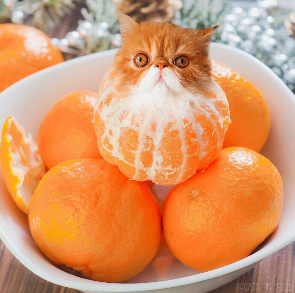Мандариновый кот