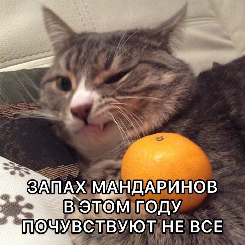 Кошка и мандарины