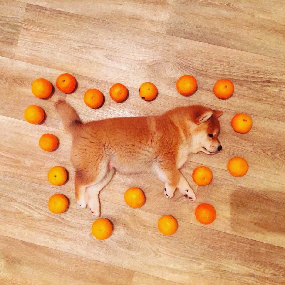 Сиба ину флаффи