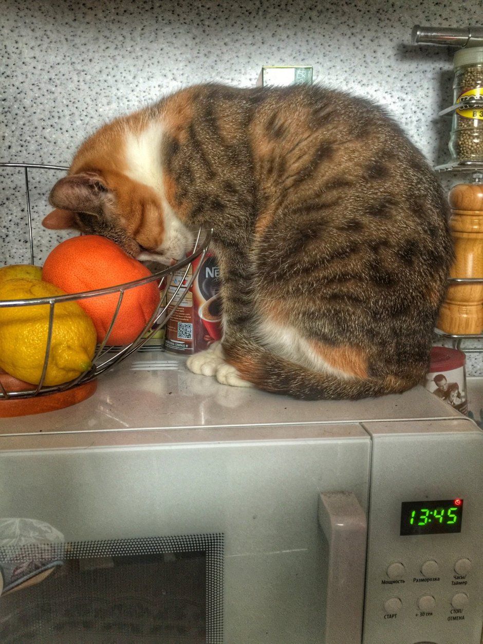 Котэ устал