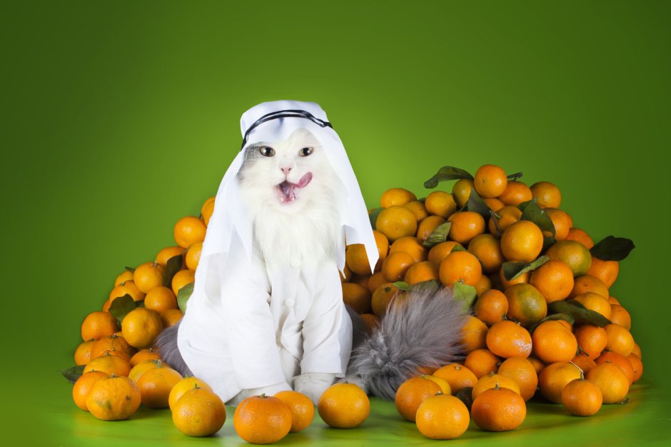 Фотограф Светлана Валуйская и ее кот