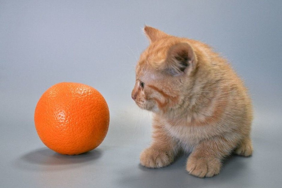 Кот апельсин