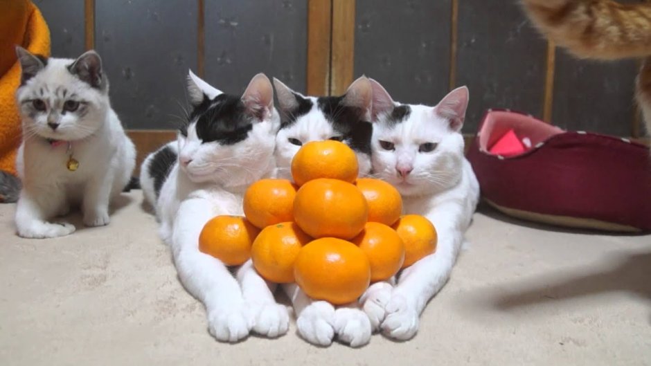 Кот с мандаринами
