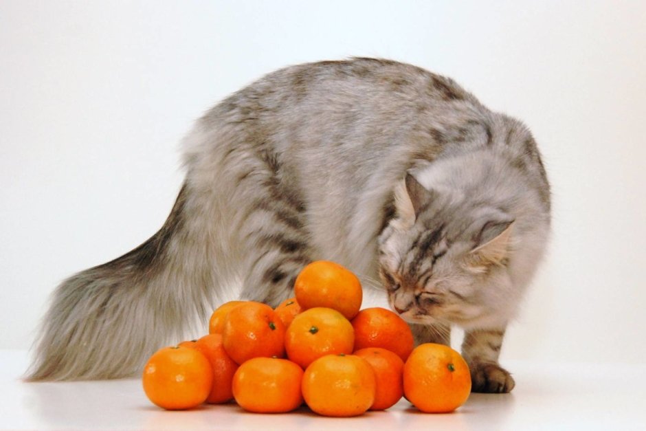 Мандариновая кошка