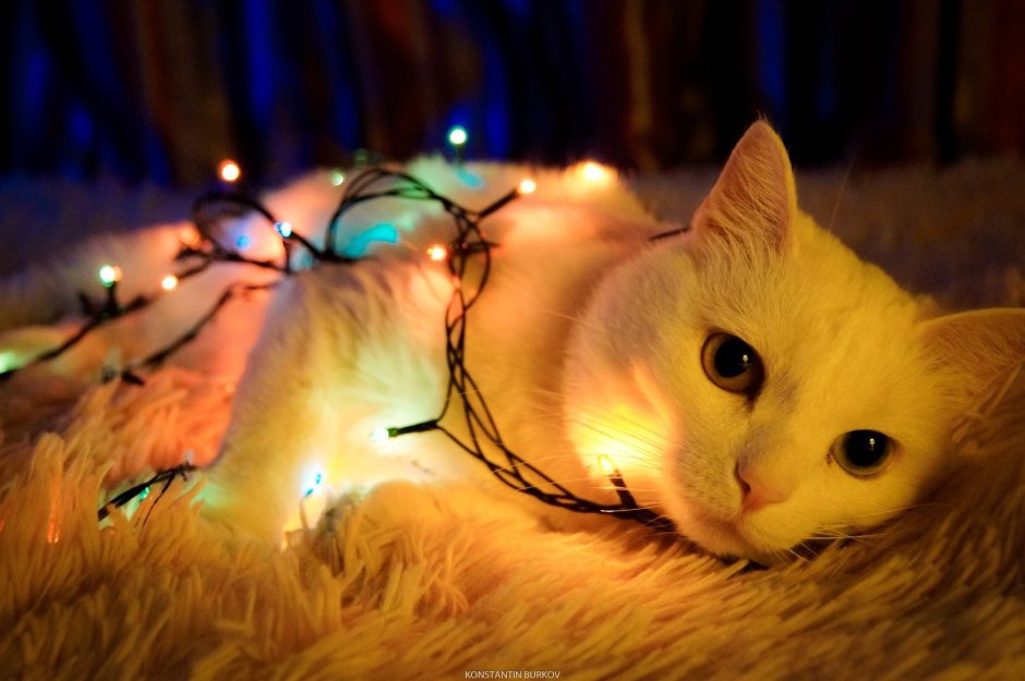 Кошачья гирлянда