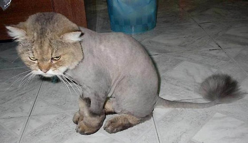 Стрижка котов налысо