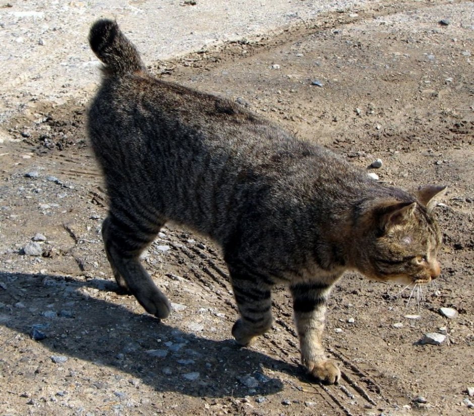 Кошачьи с коротким хвостом Дикие